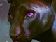 pantherDetails3_510571.png