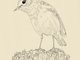 Bird_Pexels_Maria_argiroudaki_text_522013.png