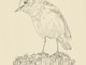 Bird_Pexels_Maria_argiroudaki_text_522014.png