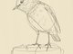 Bird_Pexels_Maria_argiroudaki_text_522015.png