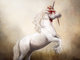 unicorn_fin_1000px_blood_528897.jpg
