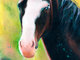 Mentiradeloro_brown_horse_realistic_portrait_drawing_525859.jpg