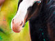 Mentiradeloro_horse_realistic_portrait_drawing_creative_process_525860.jpg