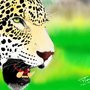 Leopardo
