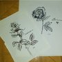 ROSAS PLUMA