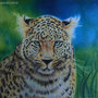 Panthera pardus