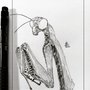 Mantis