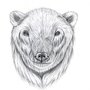 Oso pardo 