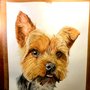 Retrato yorkshire terrier 