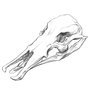 Skull drawing, Platypus.