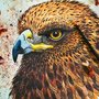 Ojo de Águila