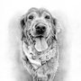 Retrato perro